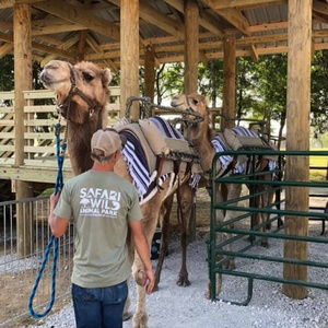 Camel Rides, Germantown TN